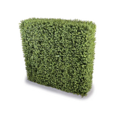 Boxwood Hedge